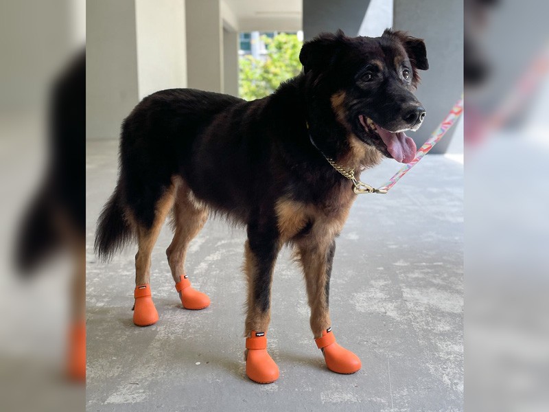 Shoes for dogs: CROCS' latest invention