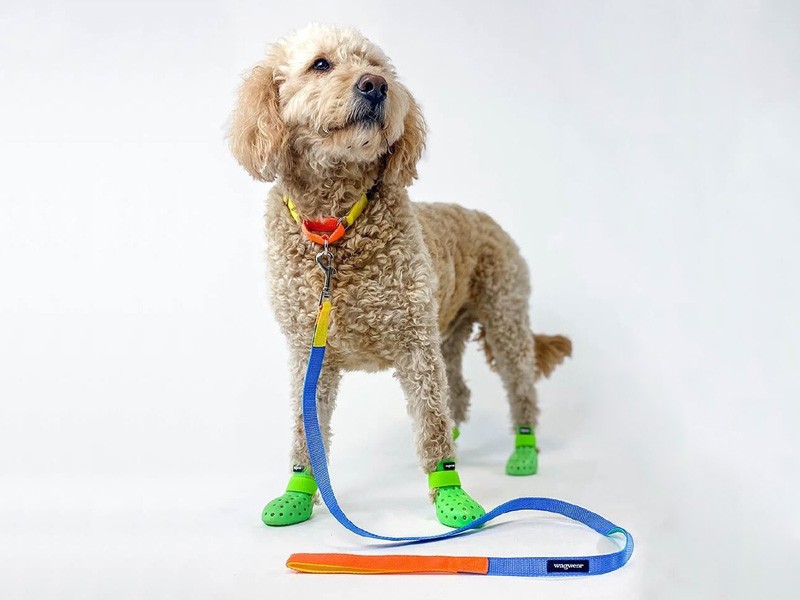 Shoes for dogs: CROCS' latest invention