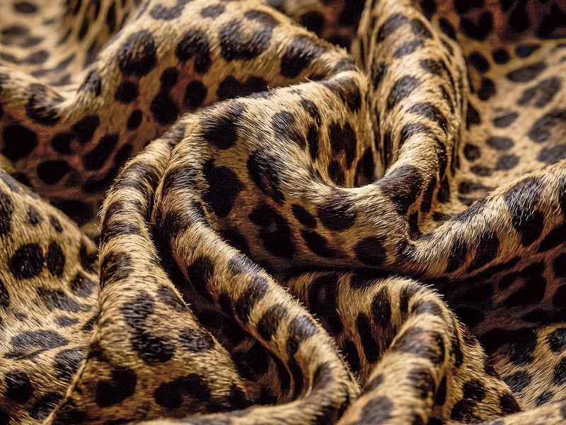 El animal print coordina colecciones de calzado femenino