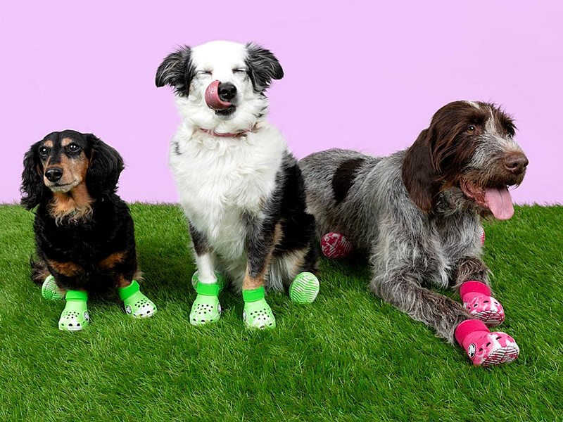 Shoes for dogs: CROCS' latest invention